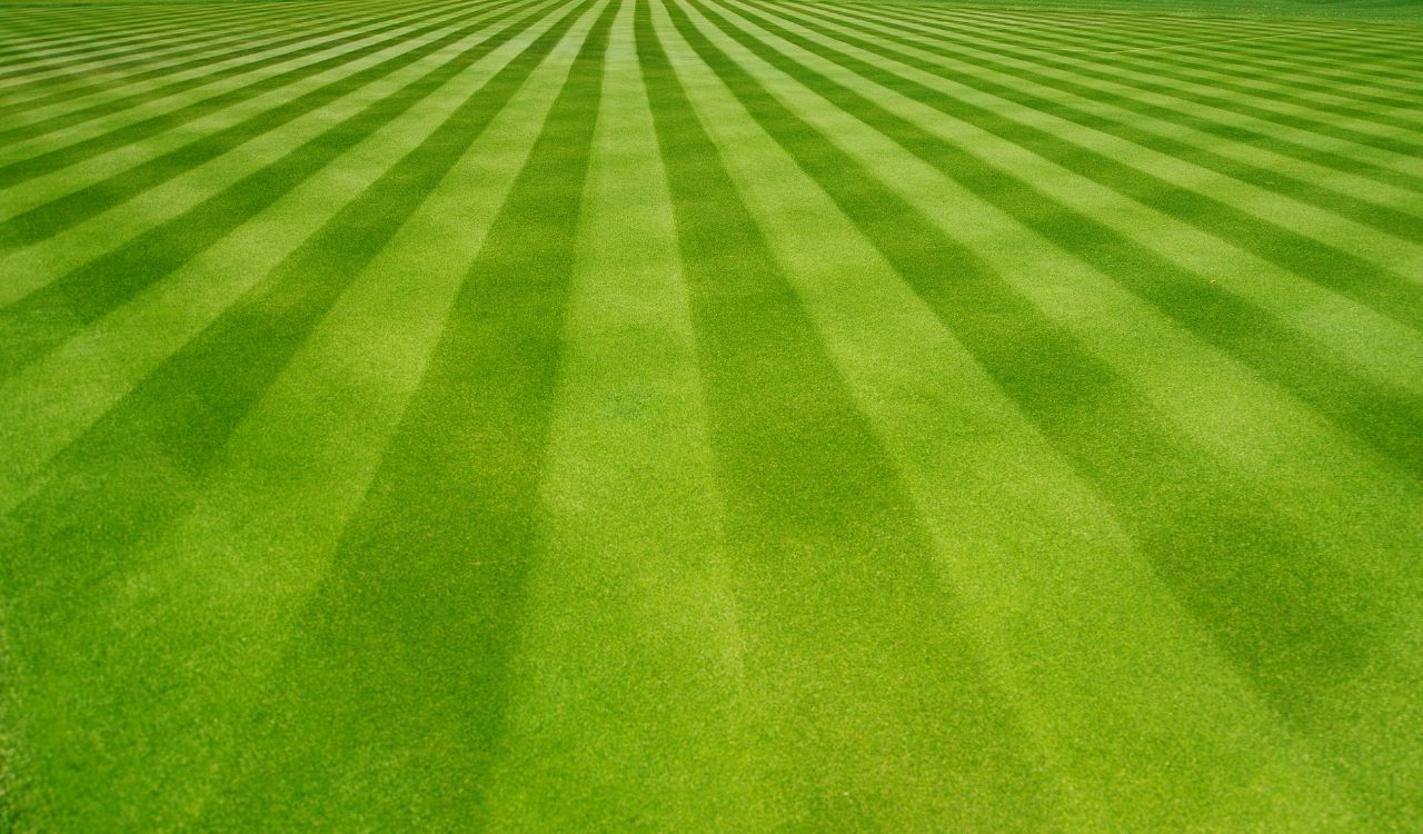 Lawn Renovation LAWN CARE