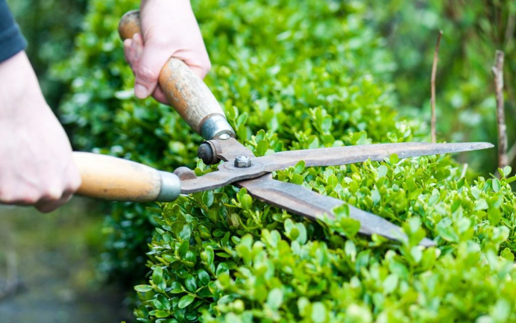 Shrub Trimming & Pruning